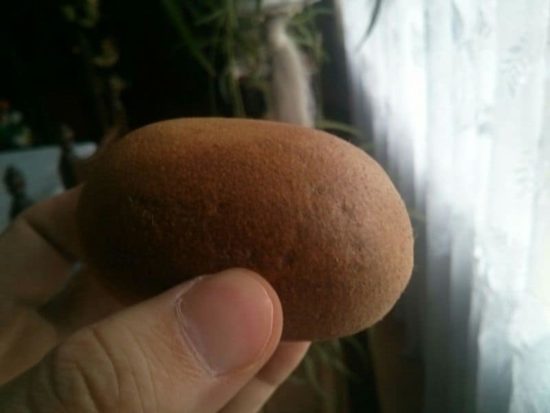Rasierte Kiwi