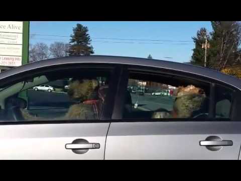 Zwei ungeduldige Hunde im Auto