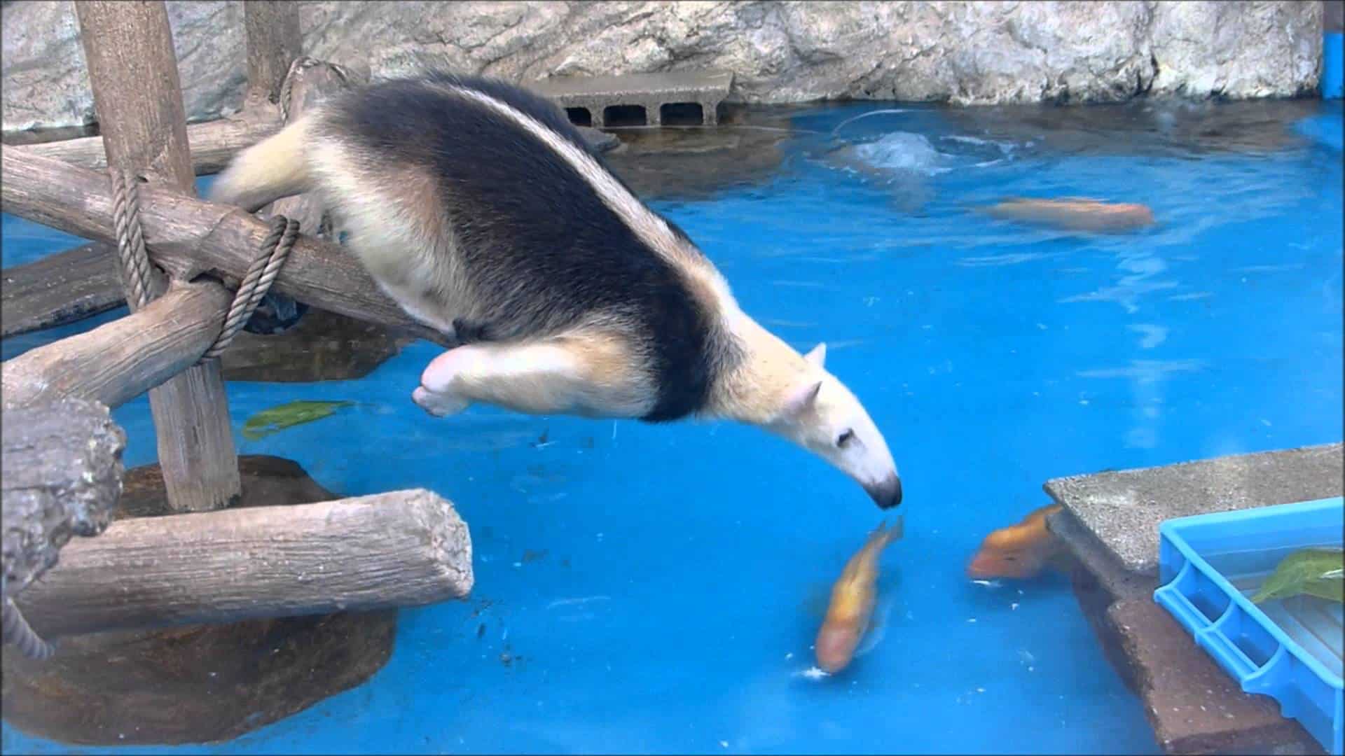 Ameisenbär klaut Enten das Futter