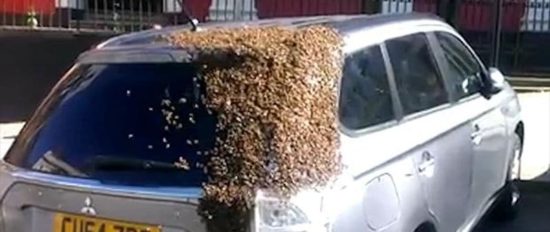 Bienenschwarm verfolgt zwei Tage lang ein Auto 