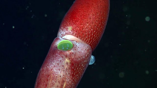 Jahodová chobotnica má jedno veľmi veľké a jedno veľmi malé oko