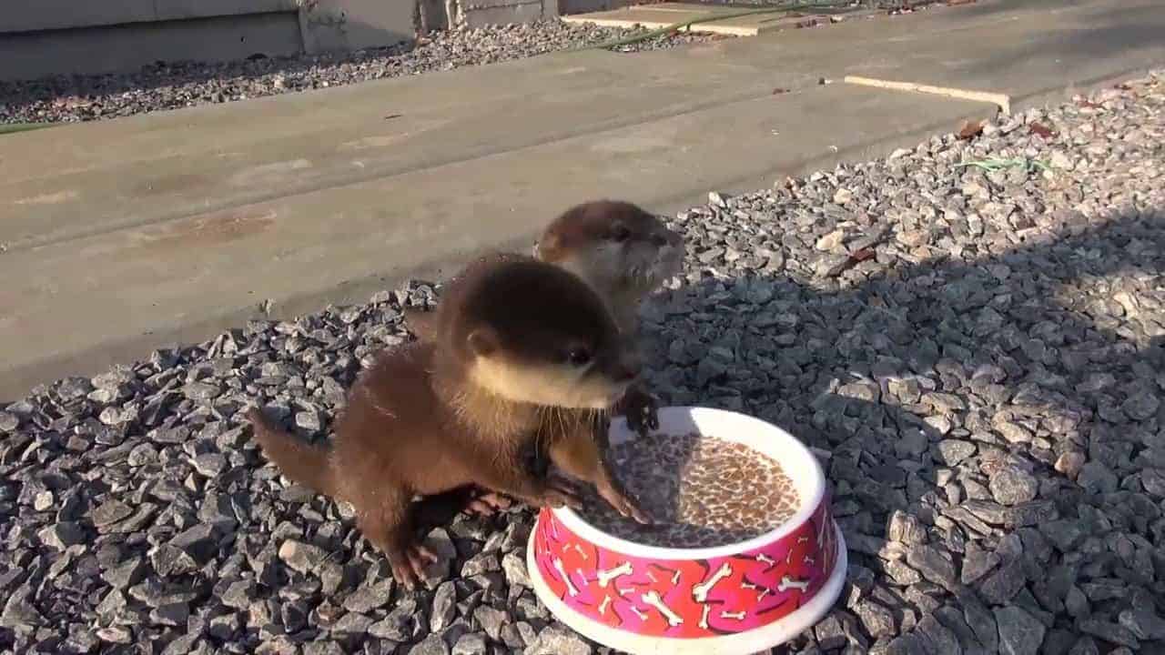 Dźwięk tła podczas karmienia młodych wydr