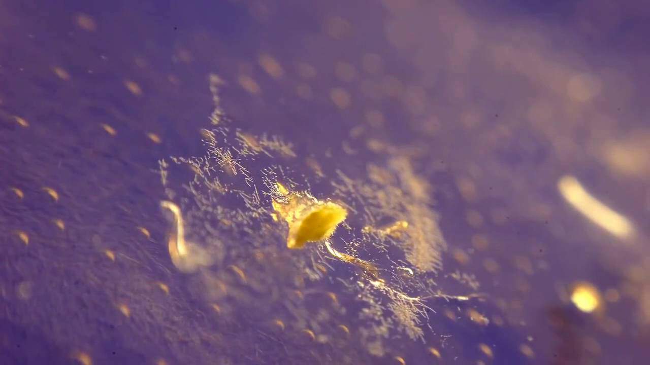 Game of Molds: "Game of Thrones"-Intro aus Schimmelpilzen