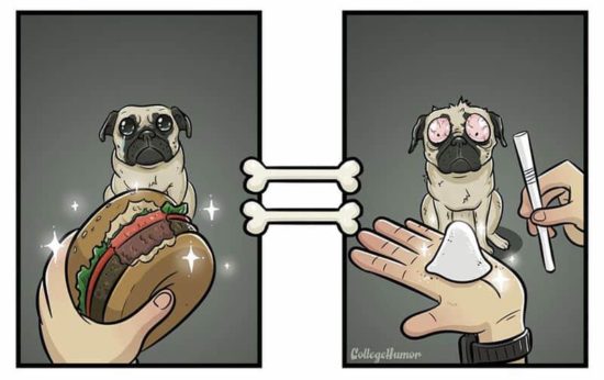 Wie Hunde die Welt sehen