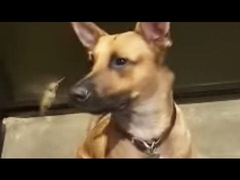 Σκύλος σώζει τη ζωή του κολιμπρί - τώρα είναι οι καλύτεροι φίλοι