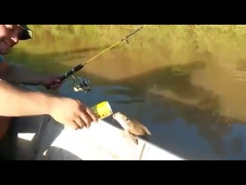 In Brasilien trinken Fische Bier