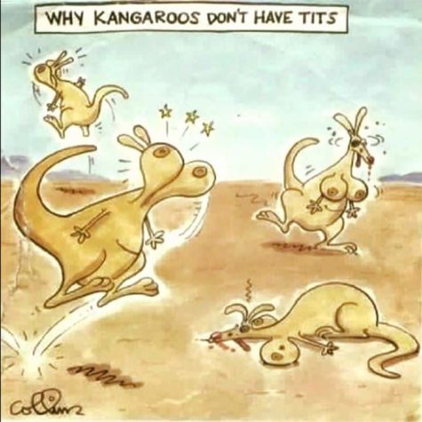 Varför kängurur inte har bröst