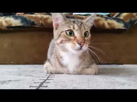 Katze schaut Horror-Movie
