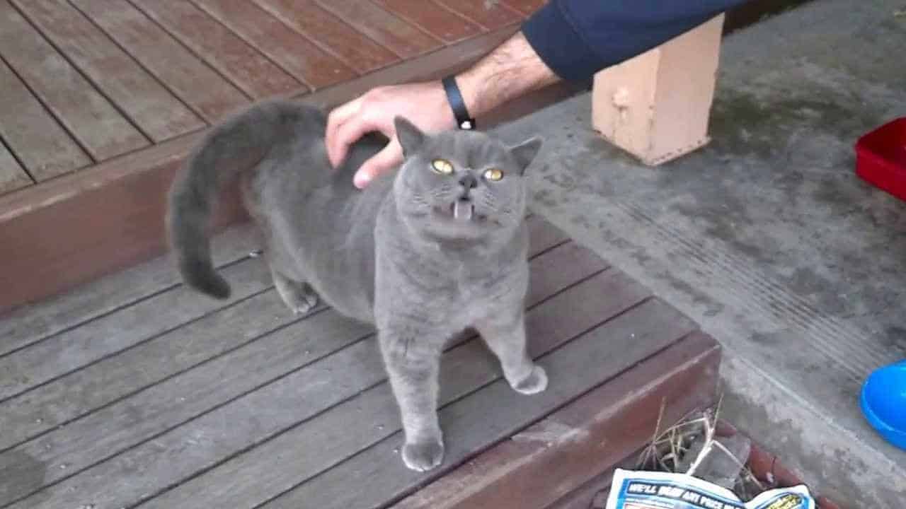 Kitzlige Katze