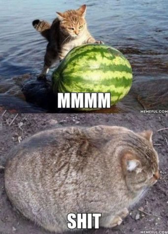 Lecker Melone