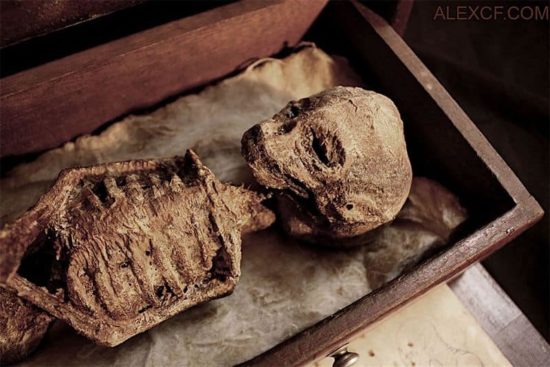 Merrylin Cryptid Collection