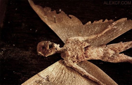 Merrylin Cryptid Collection