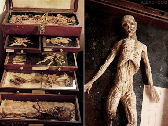 Merrylin Cryptid Collection