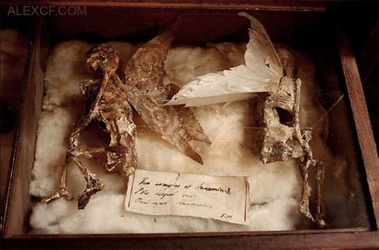 Merrylin Cryptid Collection