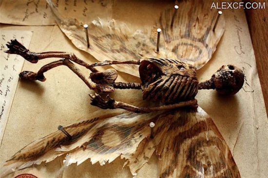 Merrylin Cryptid Collection