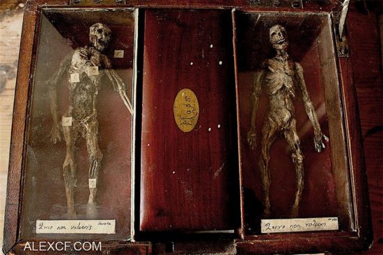 Merrylin Cryptid Collection