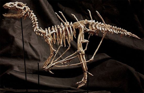 Merrylin Cryptid Collection