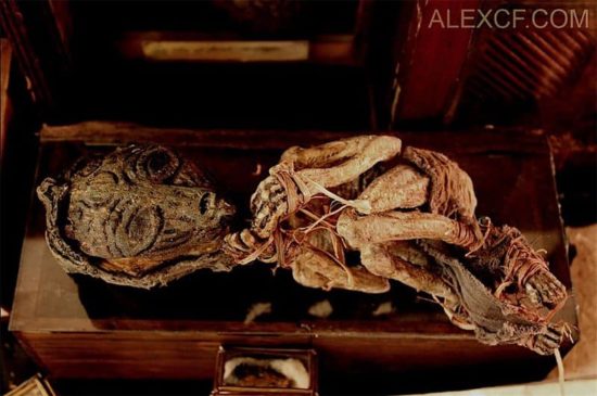 Merrylin Cryptid Collection