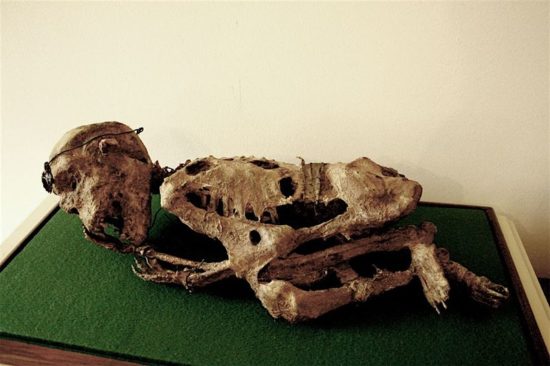 Merrylin Cryptid Collection