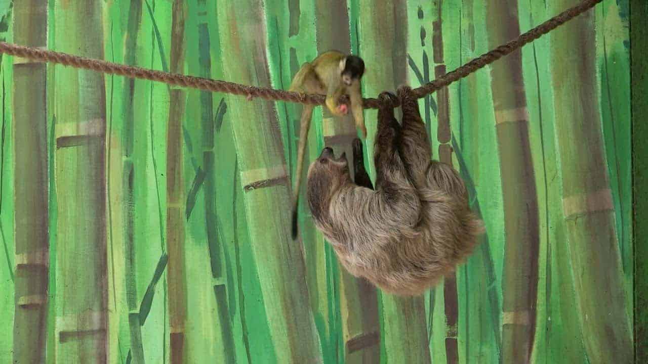 Buŝa rabo! Simio ŝtelas manĝon de bradipo