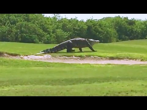 Den anden dag på golfbanen: en kæmpe alligator går en tur