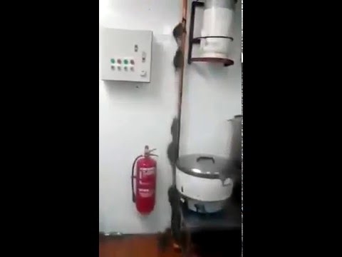 Nur ein paar Ratten in der Küche