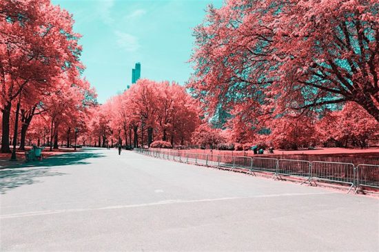 Paolo Pettigiani bader Central Park i bomuld