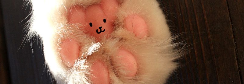 Teddybär Katzenpfoten