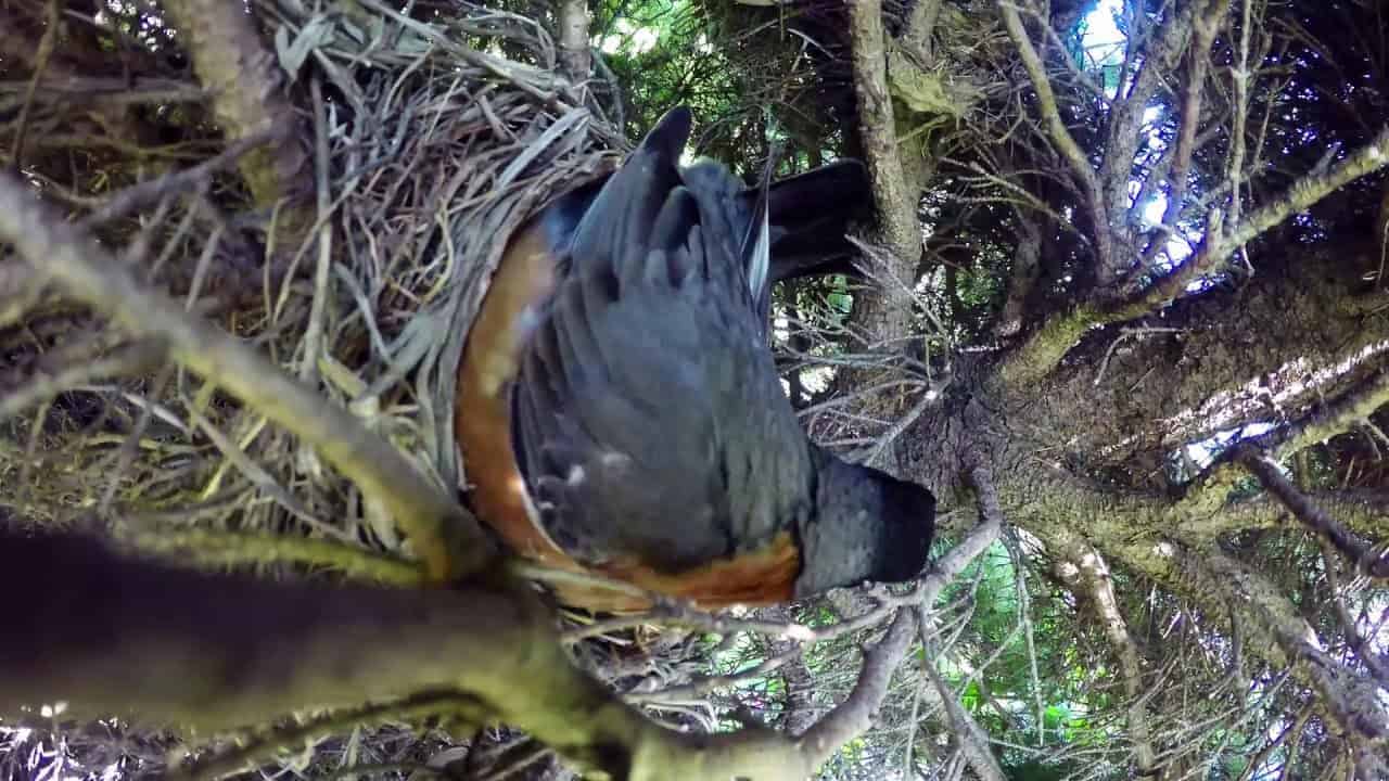 Schlange plündert Vogelnest