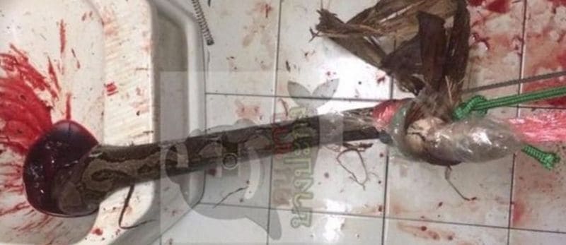 Schlange beisst Mann auf Toilette in den Penis