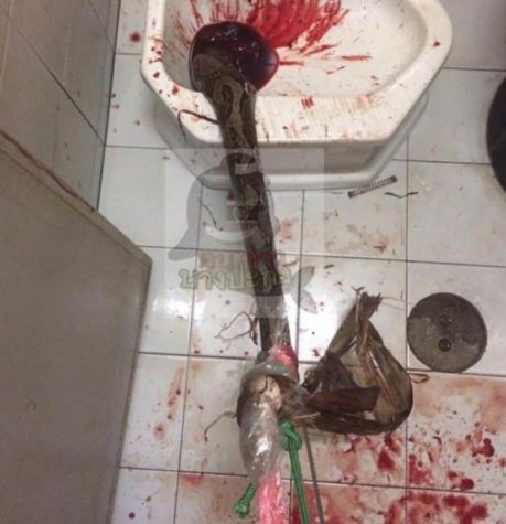 Slange biter mannens penis på toalettet