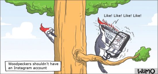 Warum Spechte keinen Instagram-Account haben sollten