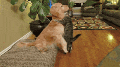 Bedste venner i dyreform: hund og kat