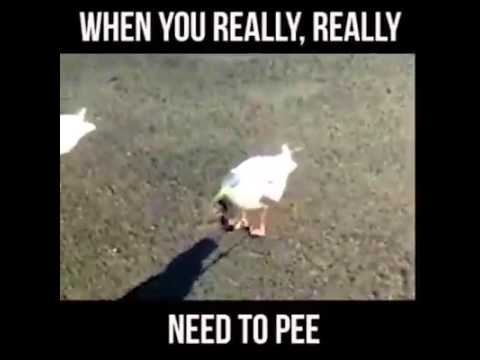 When you really, really need to pee