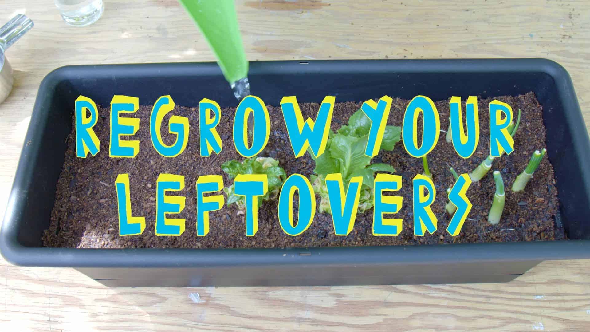 Hvordan du enkelt kan dyrke din egen salat