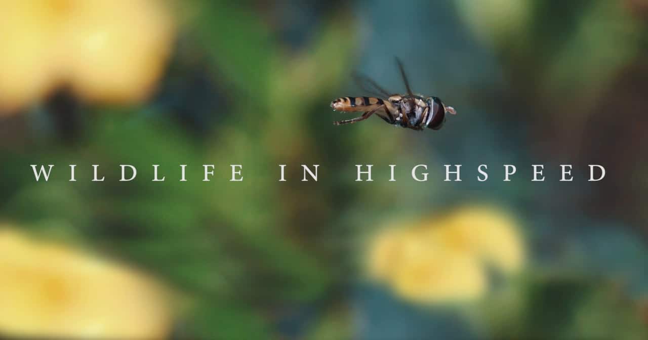 Wildlife in Highspeed