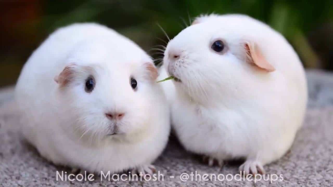 Das enttäuschte Meerschweinchen