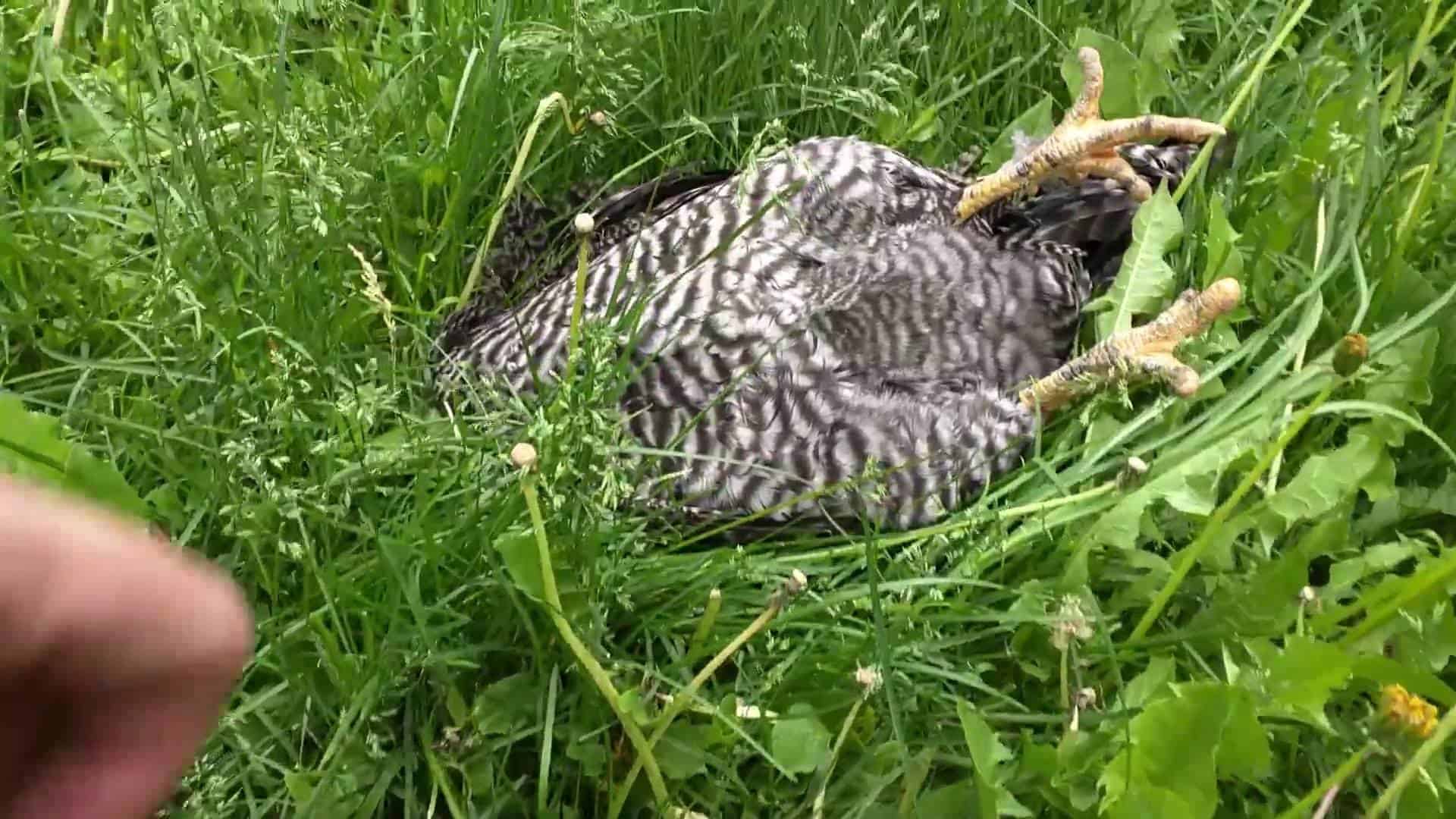 Dieses Huhn schläft auf dem Rücken