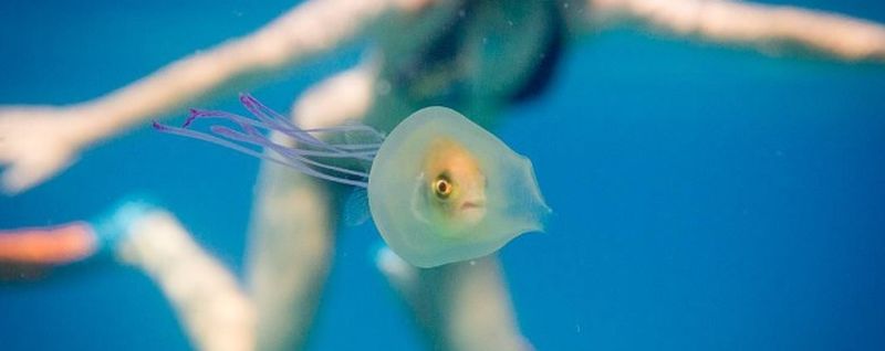 Fisch verschluckt von einer Qualle