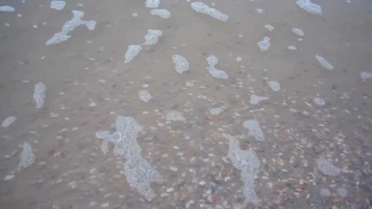 Hunderte Muscheln tauchen gleichzeitig aus dem Sand auf