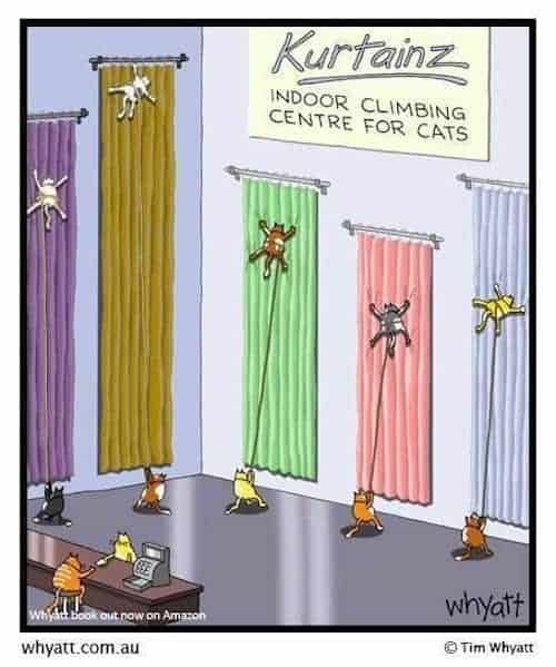 Indoor Climbing Center for Cats