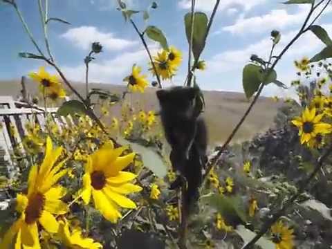 Kätzchen steckt in einer Sonnenblume fest