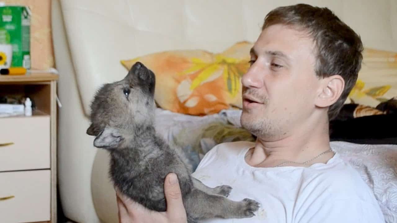 Kleines Wolfsbaby lernt, wie man so richtig heult