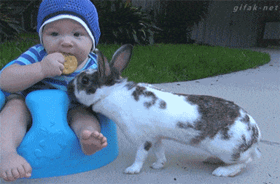 The Monday bunny steals the biscuit