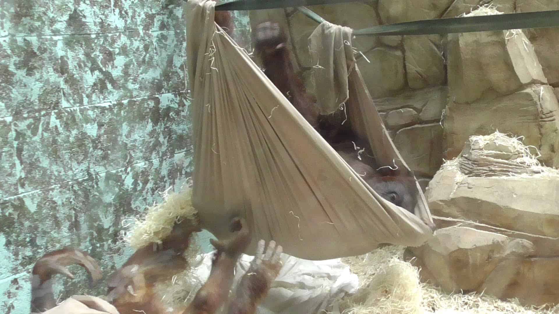 Orangutan buduje hamak