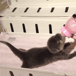 Kleiner Otter wedelt mit dem Schwanz