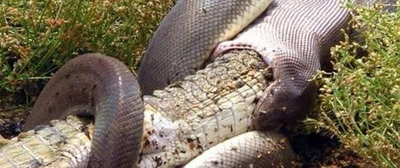 Python verschlingt Krokodil in Australien