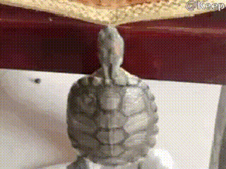 Frühsport mit der Schildkröte