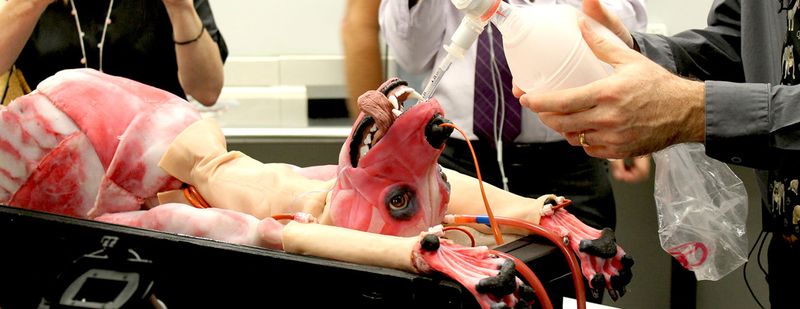 SynDog: Synthetische Hunde-Leiche für Medizin-Studenten