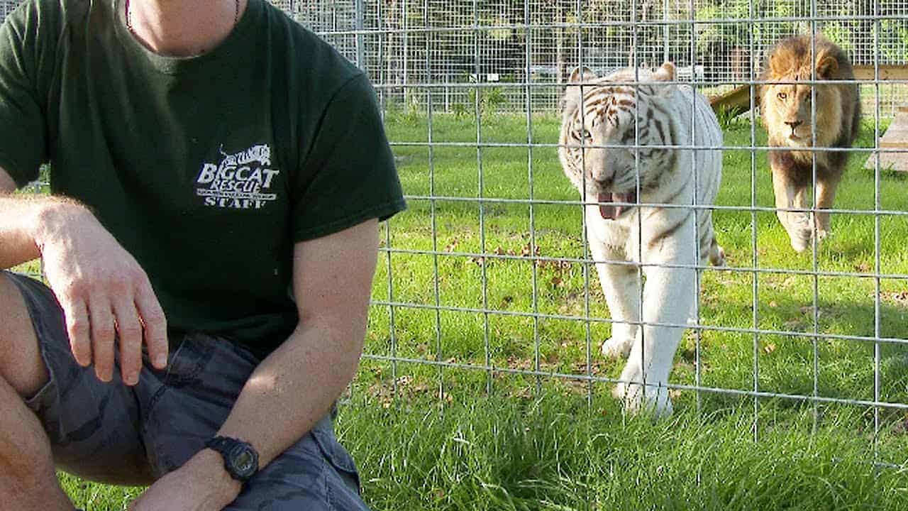 Warum man einer Raubkatze niemals nie den Rücken zudrehen sollte